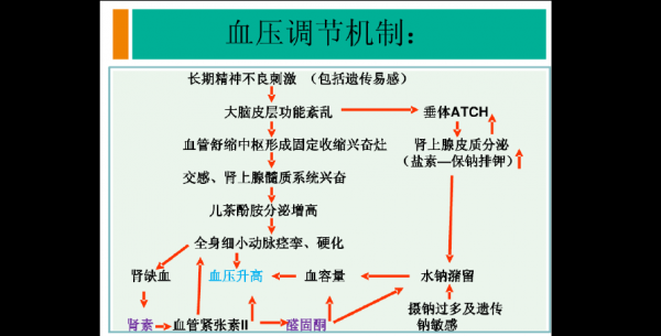 高考生物血压知识点（生物高中等级血压调节课件）