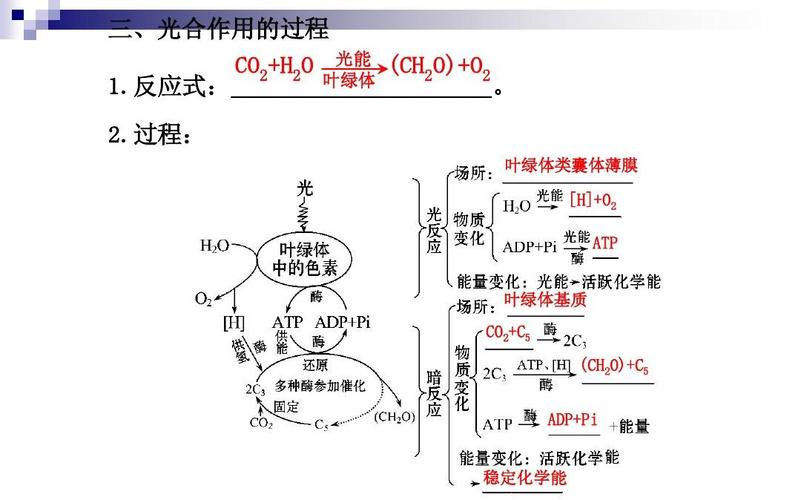 2015高考生物光合作用（高三生物光合作用）